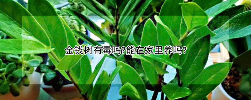 金钱树有毒吗?能在家里养吗? 金钱树放在家里有毒吗