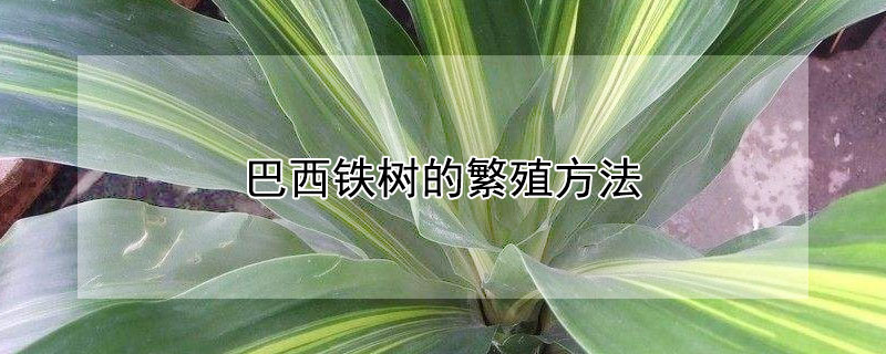 巴西铁树的繁殖方法(巴西铁树移植的方法与技巧)