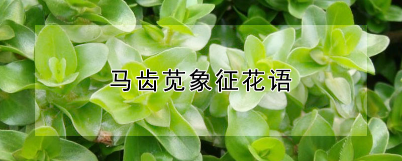 马齿苋象征花语 马齿苋花语是什么