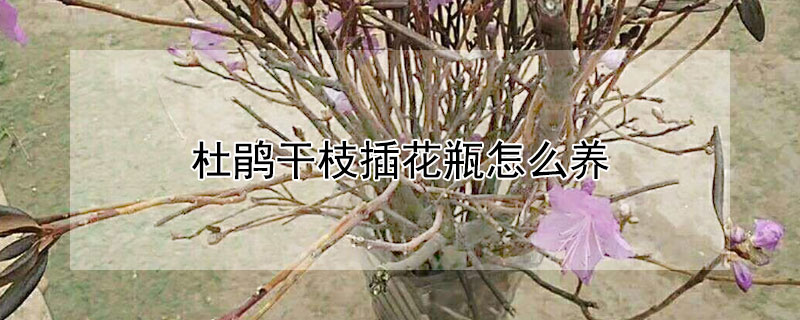 杜鹃干枝插花瓶怎么养 杜鹃花枝条插了怎么样能活