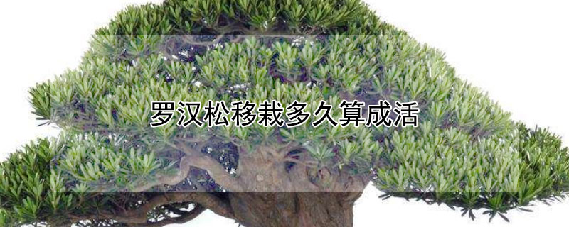 罗汉松移栽多久算成活(移栽的罗汉松多长时间不死算活了)