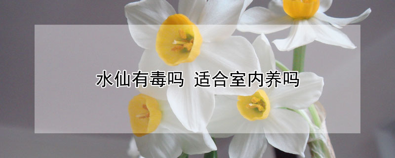 水仙有毒吗 粉色水仙花有毒吗