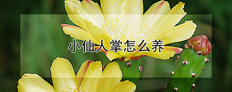 小仙人掌怎么养(小仙人掌怎么养活)