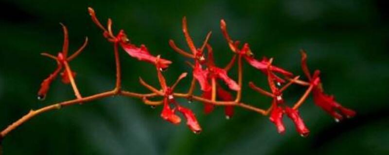 火焰兰花语 火焰兰花语和养护