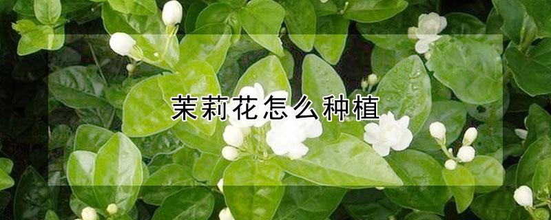 茉莉花怎么种植（带根茉莉花怎么种植）