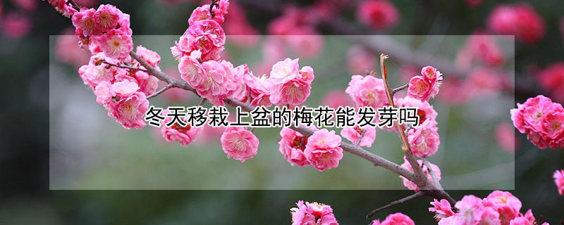 冬天移栽上盆的梅花能发芽吗（梅花发芽了能栽活吗）