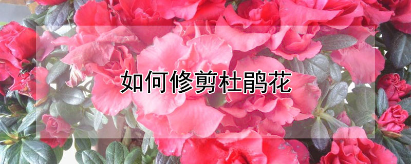 如何修剪杜鹃花（怎样修剪杜鹃花）