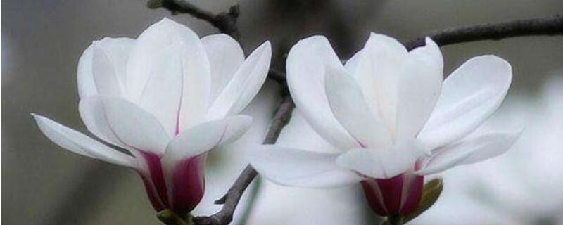 白玉兰花的寓意是什么 白玉兰花的寓意是什么什么意思