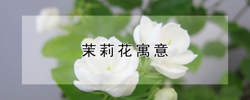 茉莉花寓意 茉莉花寓意和花语