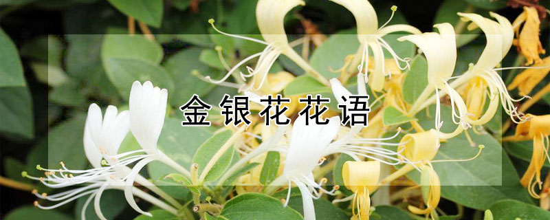 金银花花语 金银花花语感悟