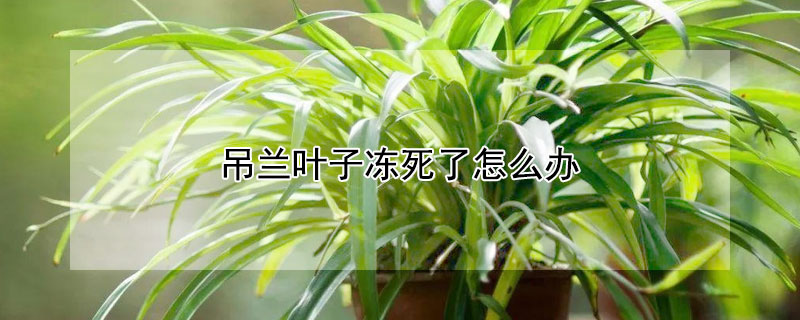 吊兰叶子冻死了怎么办（吊兰被冻蔫了怎么办）