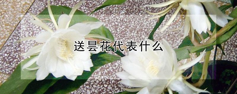 送昙花代表什么（男生送女生昙花什么意思啊）