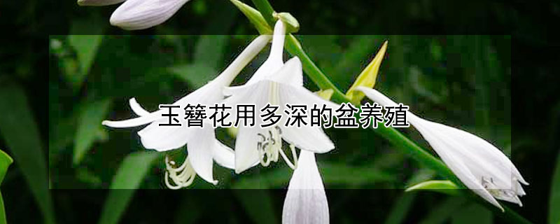 玉簪花用多深的盆养殖 玉簪花适合什么盆