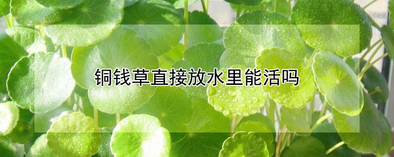 铜钱草直接放水里能活吗(铜钱草可以直接放在水里吗)