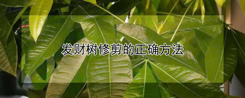 发财树修剪的正确方法（发财树修剪的正确方法视频）