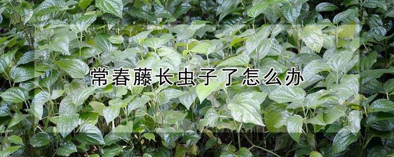 常春藤长虫子了怎么办（常春藤上面长虫子怎么办）