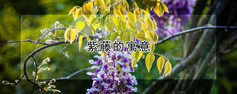 紫藤的寓意（紫藤的寓意是什么）