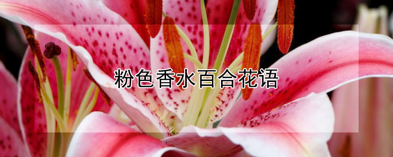 粉色香水百合花语（香水百合和粉玫瑰的花语）