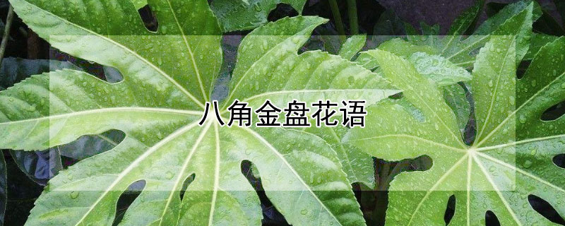 八角金盘花语（八角金盘花序）