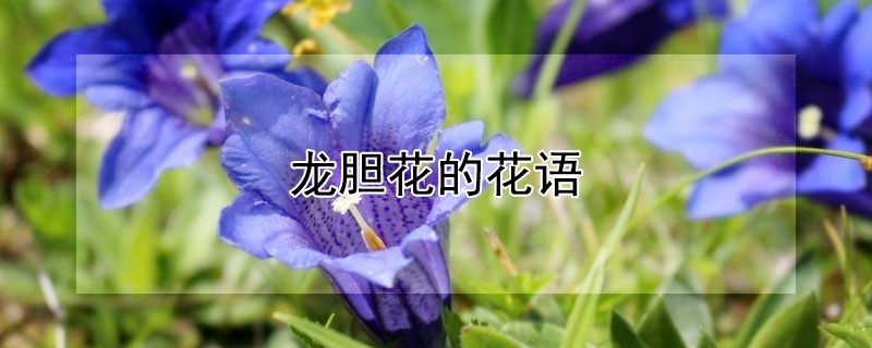 龙胆花的花语 龙胆花的花语和象征意义