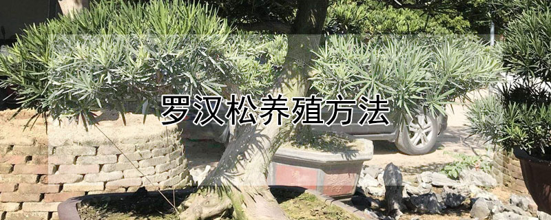 罗汉松养殖方法 罗汉松养殖方法温度