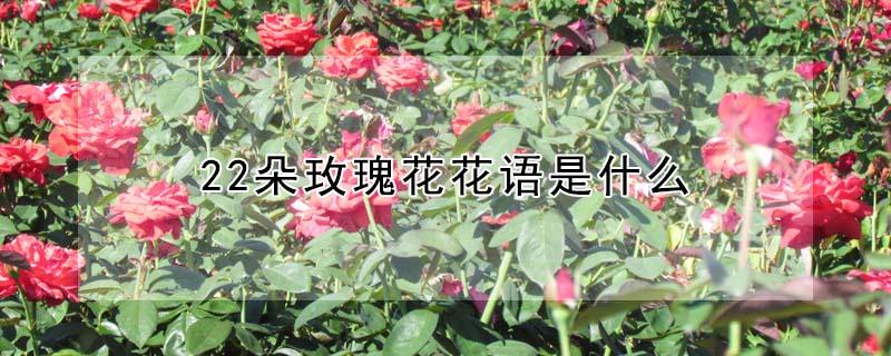 22朵玫瑰花花语是什么 22朵玫瑰花花语是什么意思