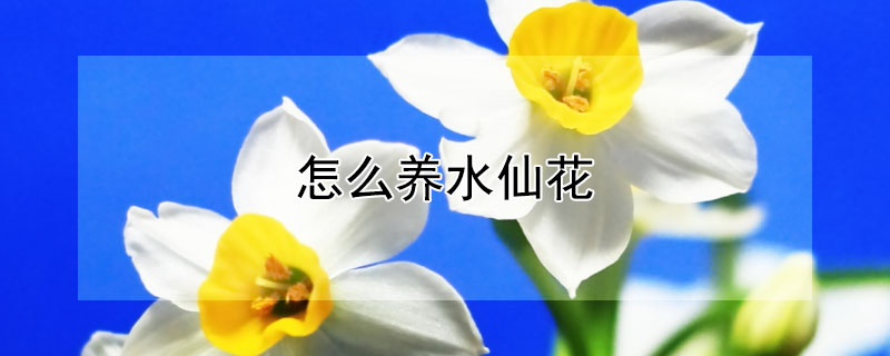 怎么养水仙花 怎么养水仙花才能开花