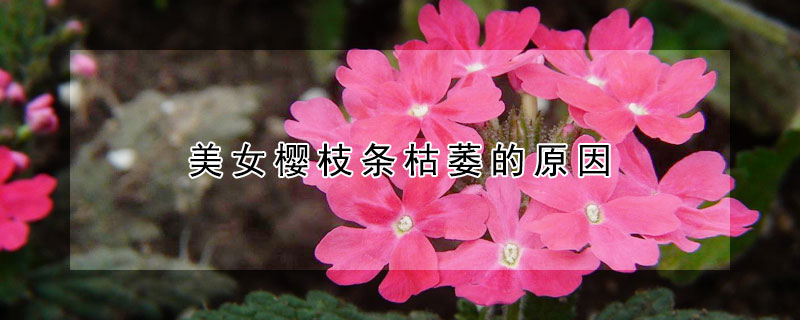 美女樱枝条枯萎的原因(美女樱为什么会干枯)