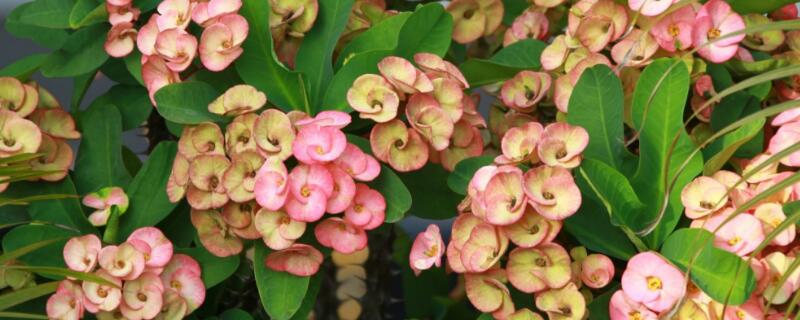 麒麟花的寓意是什么（麒麟花的寓意是什么意思）