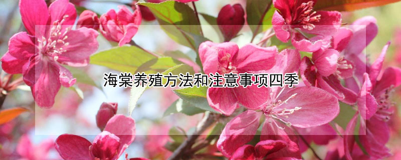 海棠养殖方法和注意事项四季 四季海棠养殖方法与技巧