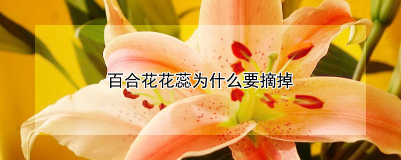 百合花花蕊为什么要摘掉 百合花的花蕊要摘掉吗