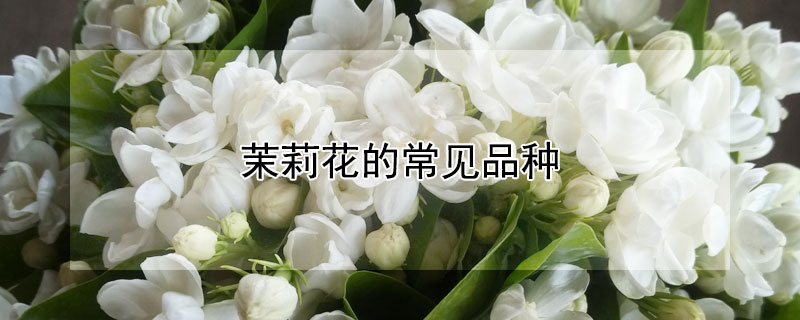 茉莉花的常见品种 茉莉花有什么品种