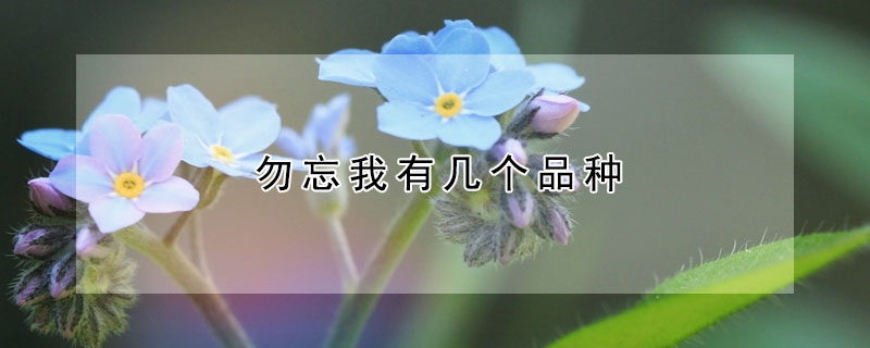 勿忘我有几个品种 勿忘我是什么品种的花