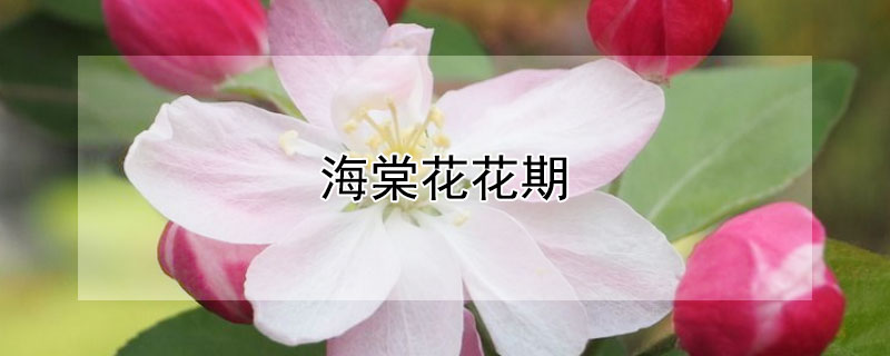 海棠花花期 海棠花的花期有多长