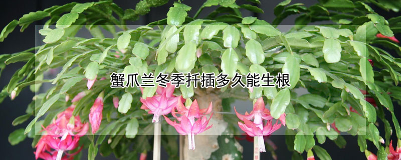 蟹爪兰冬季扦插多久能生根 蟹爪兰冬天扦插多久生根
