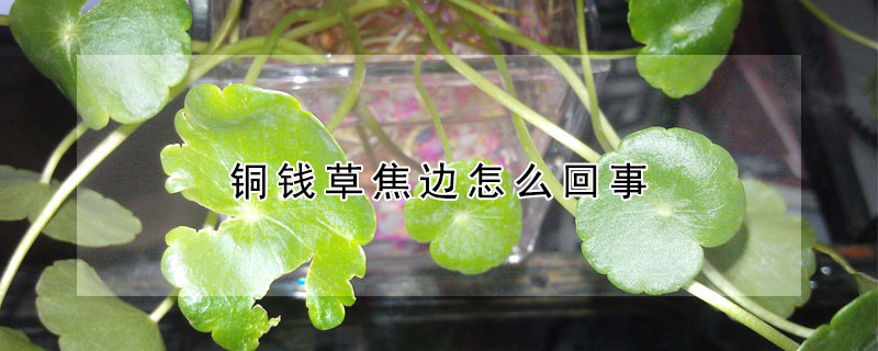 铜钱草焦边怎么回事（铜钱草烧边）