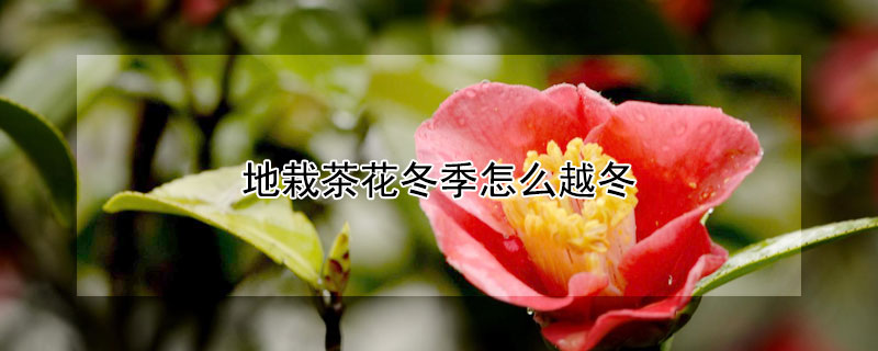 地栽茶花冬季怎么越冬（茶花怎样越冬）