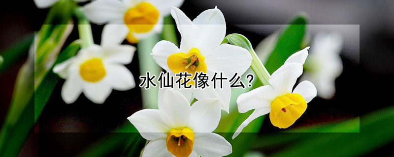 水仙花像什么?（水仙花像什么拟人句）