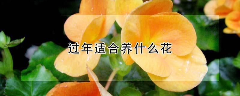 过年适合养什么花（过年适合养的花）