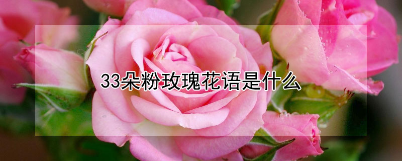 33朵粉玫瑰花语是什么（33朵粉玫瑰花语是什么意思）