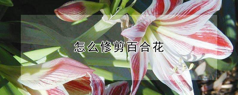 怎么修剪百合花 怎么修剪百合花花蕊