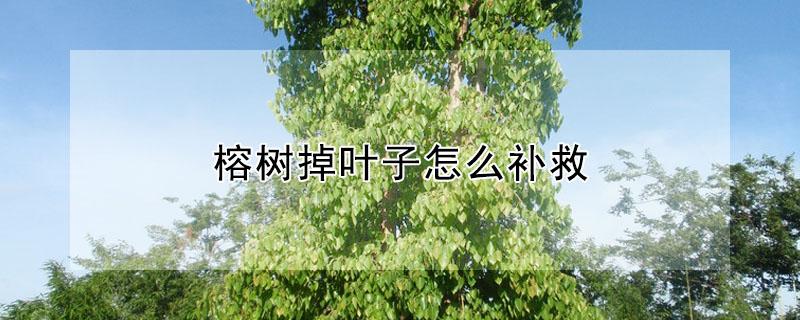 榕树掉叶子怎么补救（榕树掉叶子怎样补救）