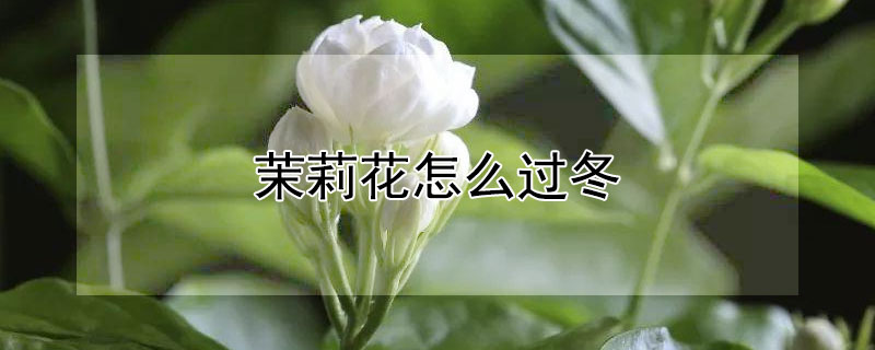 茉莉花怎么过冬 茉莉花怎么过冬季