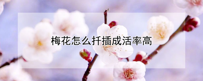梅花怎么扦插成活率高 梅花能扦插成活吗