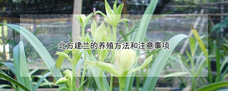 北方建兰的养殖方法和注意事项 冬季建兰的养殖方法