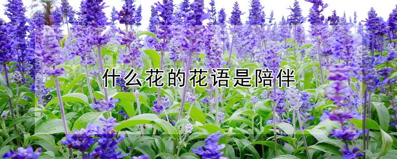 什么花的花语是陪伴 什么花的花语是陪伴是长情的告白