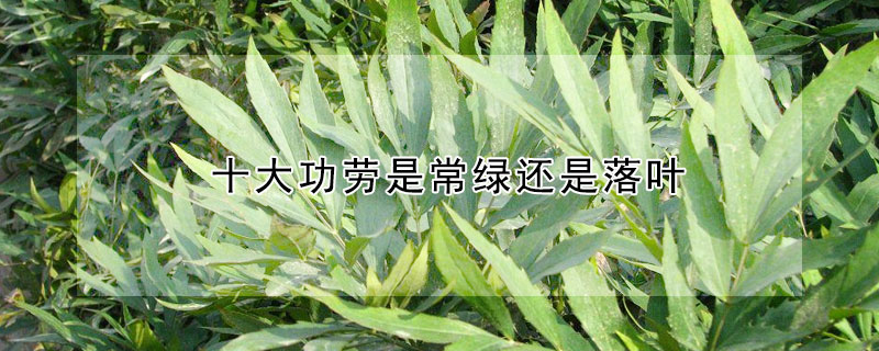十大功劳是常绿还是落叶 绿植十大功劳