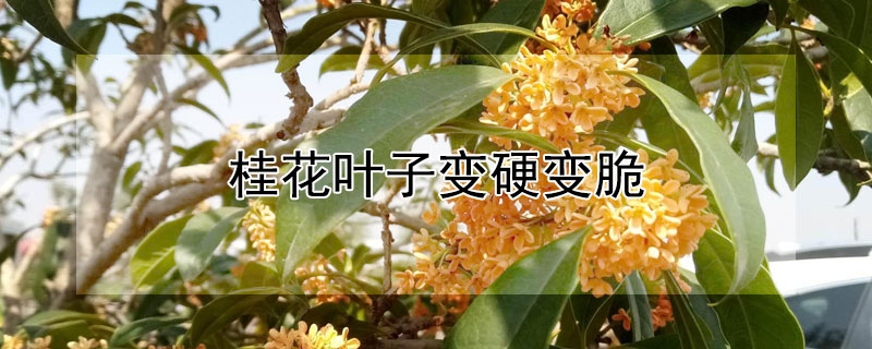 桂花叶子变硬变脆 桂花叶子变硬变脆还能活吗