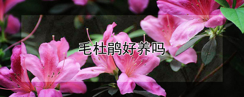 毛杜鹃好养吗(毛杜鹃好养吗?)