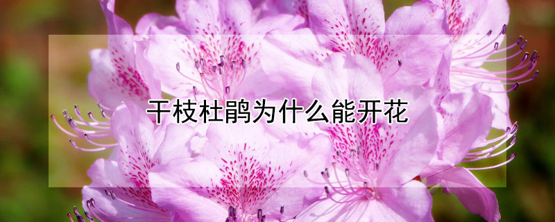 干枝杜鹃为什么能开花（干枝杜鹃为什么可以开花）